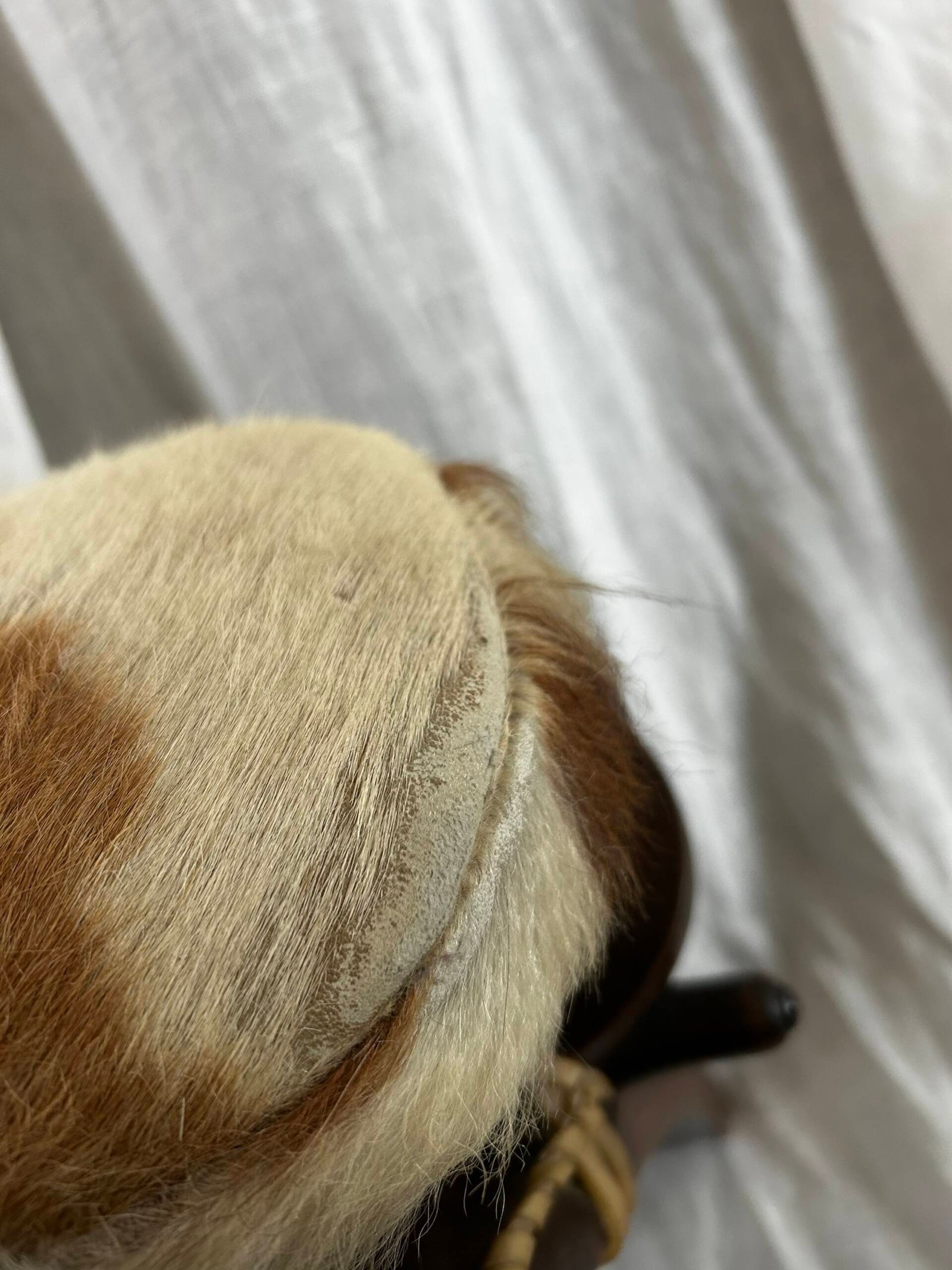 Vintage Moroccan camel saddle stool with cowhide upholstery ๐. - Image 13